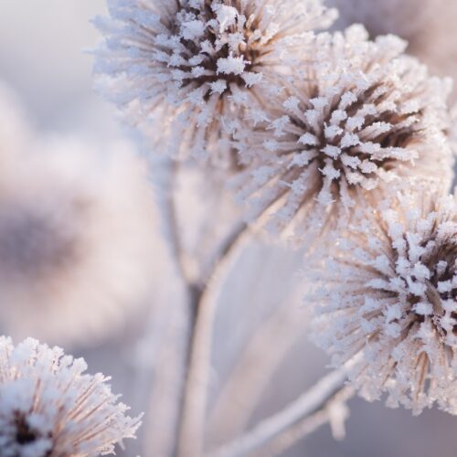 Huurteinen kasvi talvella.