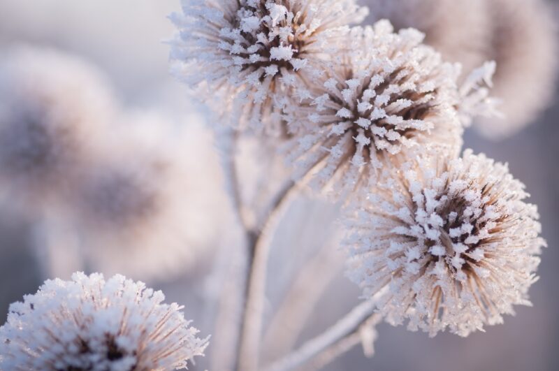 Huurteinen kasvi talvella.